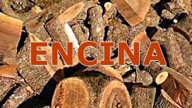 Encina